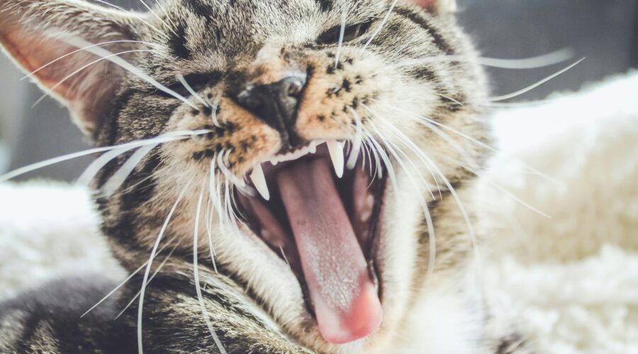 Cat Sitter Vs Cattery: Which One Should You Choose?